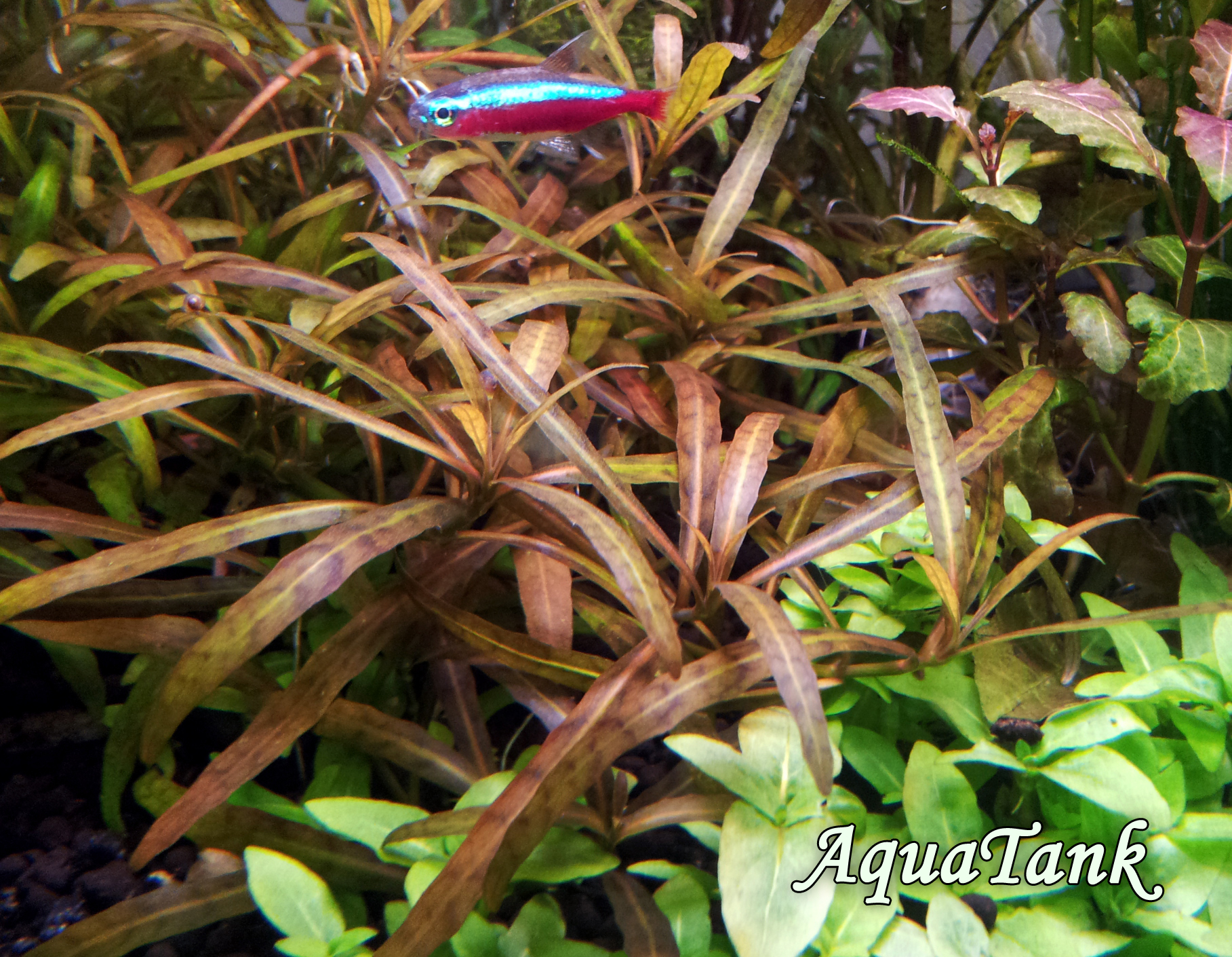 Hygrophila polysperma 'Tiger' aquarium plant AquaTank Rare Aquarium Plants